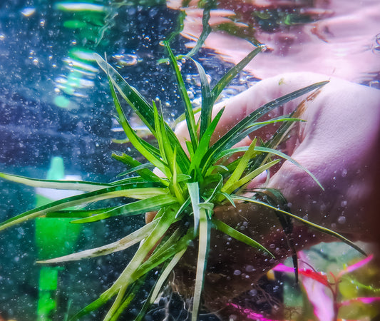 Rare aquatic plant, submerged-grown