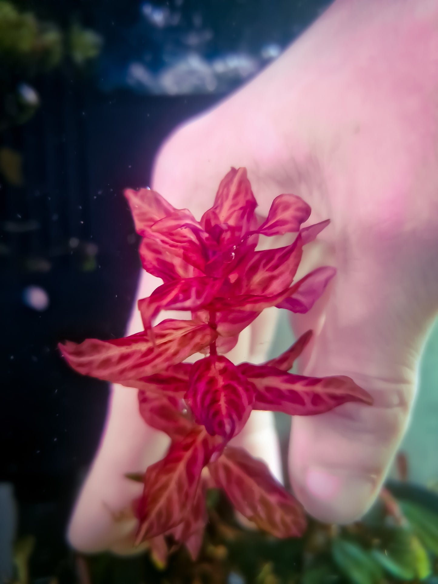 Rotala macrandra variegated emerged form 5 stems 15cm