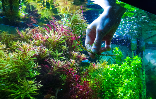 Ludwigia curly/tornado 3 stems 15cm rare plants aquariun