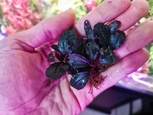 Bucephalandrandra pink sanggau 1 rhizome 5cm