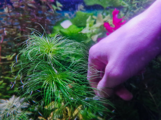 Eriocaulon setaceum 3 stems 15cm