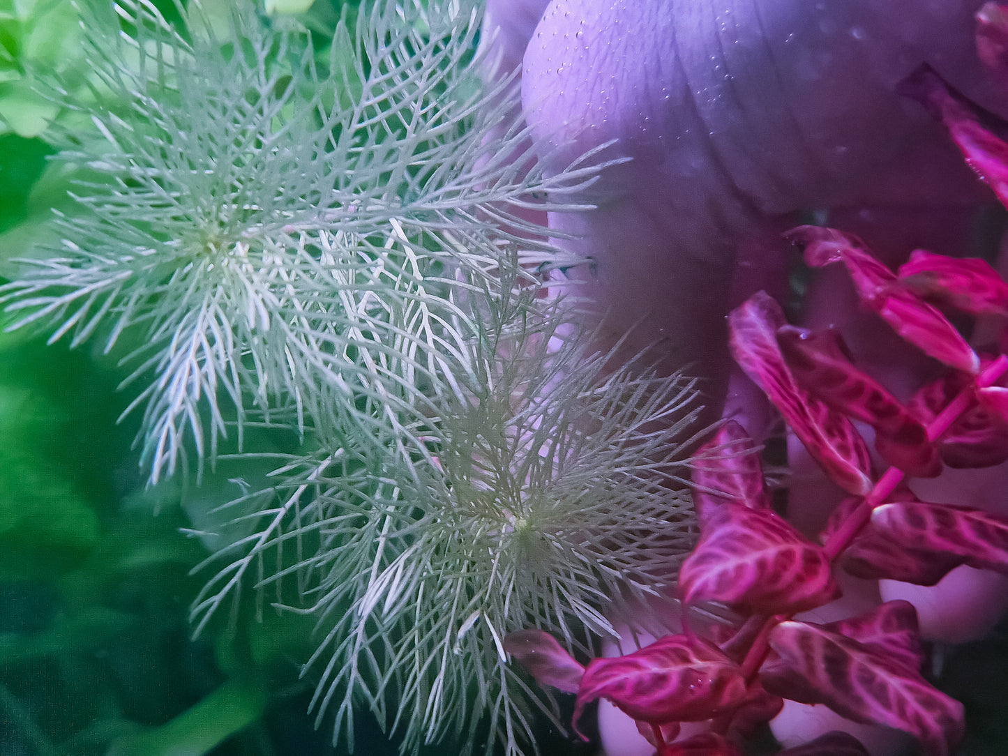 Myriophyllum 'Gold' / 'White' – 4 steli 15/20 cm rare plants aquarium