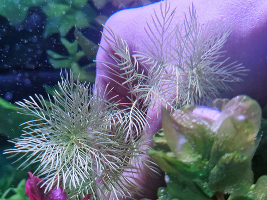 Myriophyllum 'Gold' / 'White' – 4 steli 15/20 cm rare plants aquarium