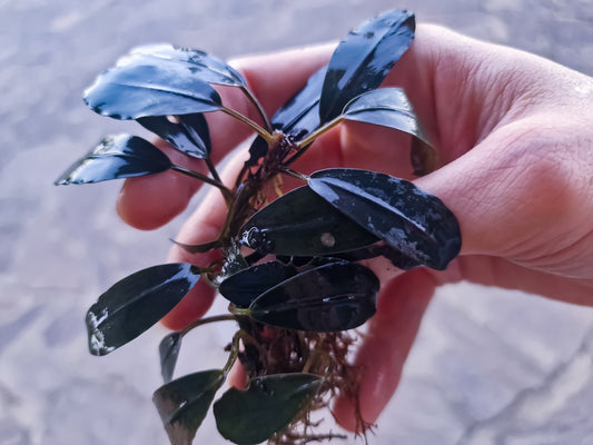Bucephalandra pandora queen