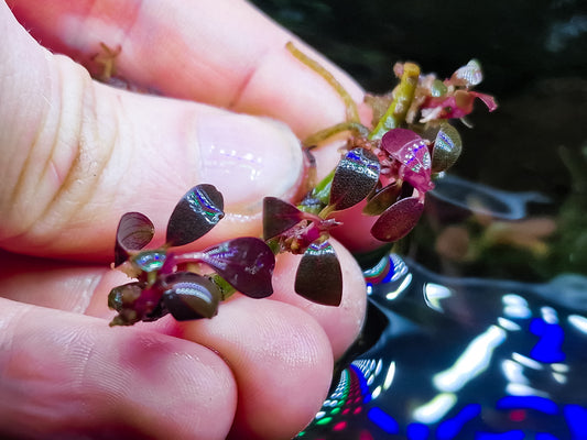 Bucephalandra jade coin 1 rhizome 5cm
