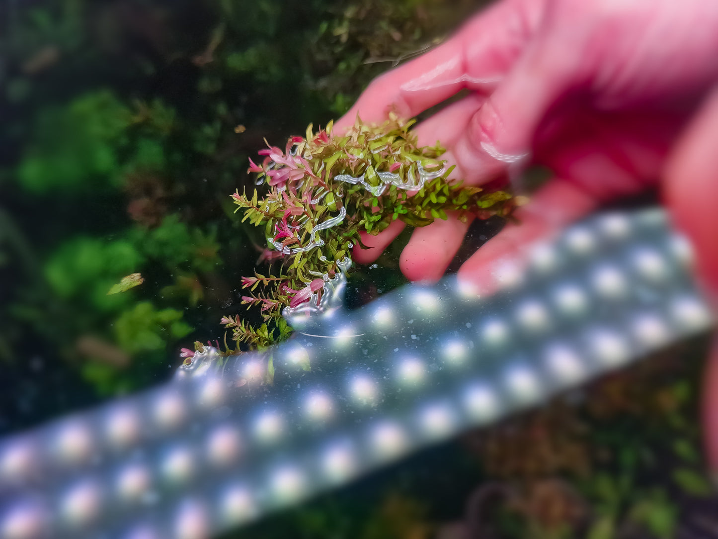 Rotala macrandra mini IV  green 10stems 15cm