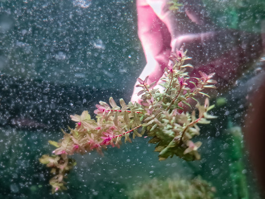 Rotala macrandra mini IV  green 10stems 15cm