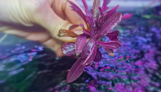 Hygropila rigens purple 1stems 15cm