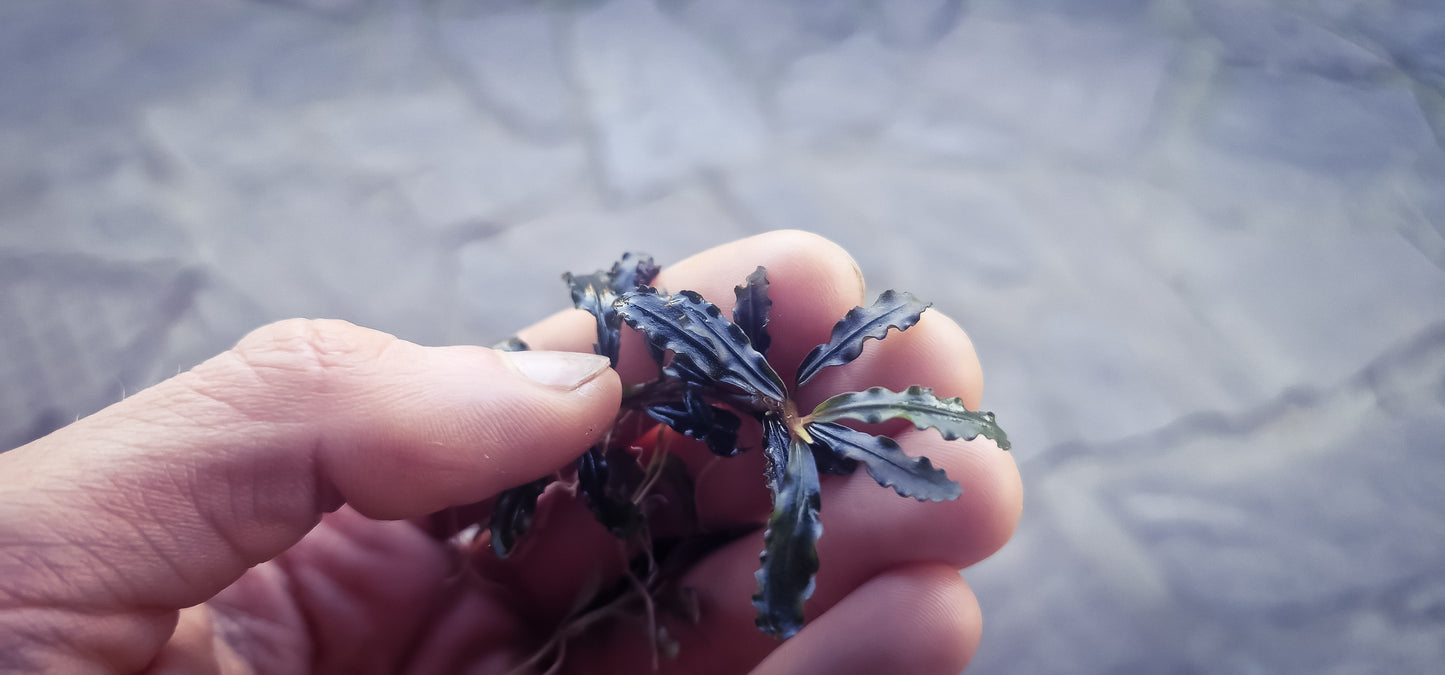 Bucephalandra mini catherinae 1 rhuzome 7cm