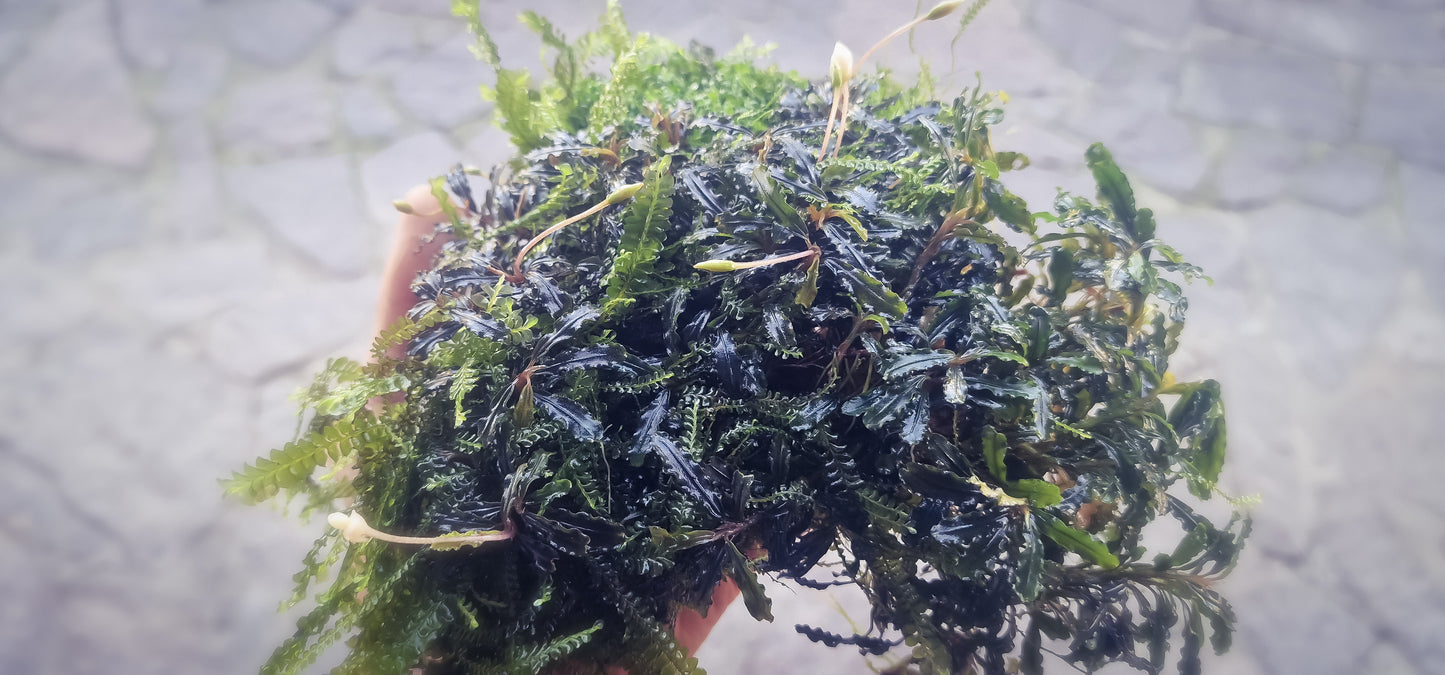 Bucephalandra mini catherinae 1 rhuzome 7cm