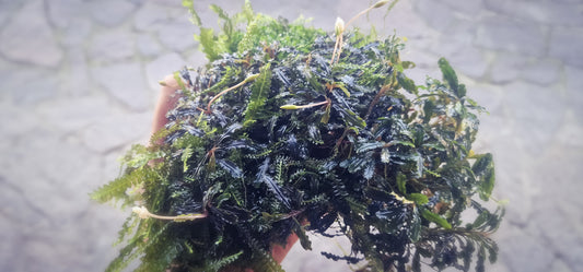 Bucephalandra mini catherinae 1 rhuzome 7cm