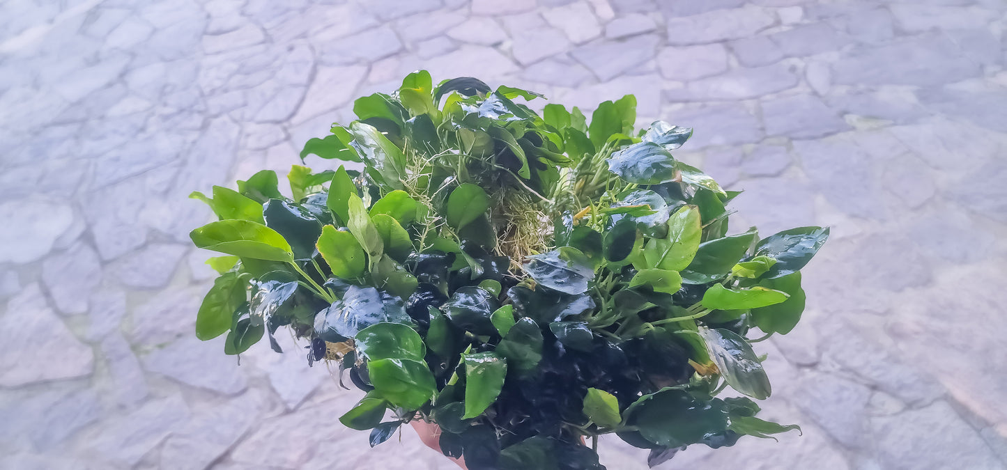 Anubias bonsai 5cm  4 plants