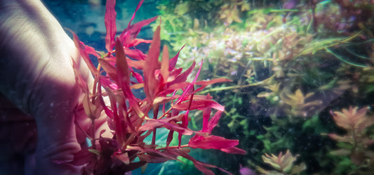 Ludwigia narrow leaf 10 stems 15cm