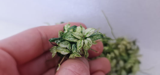 Anubias glabra variegated  3 plant  rare plant aquarium