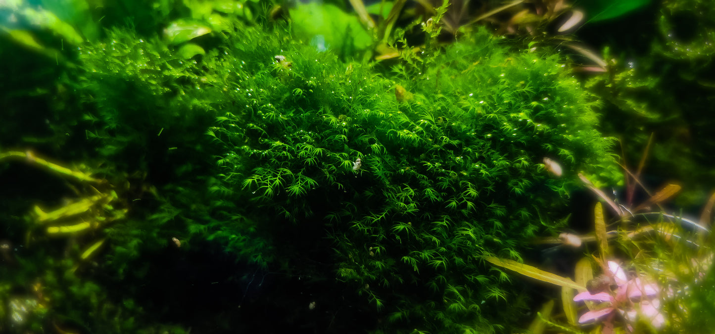 Fissidens phoenix 10x10cm