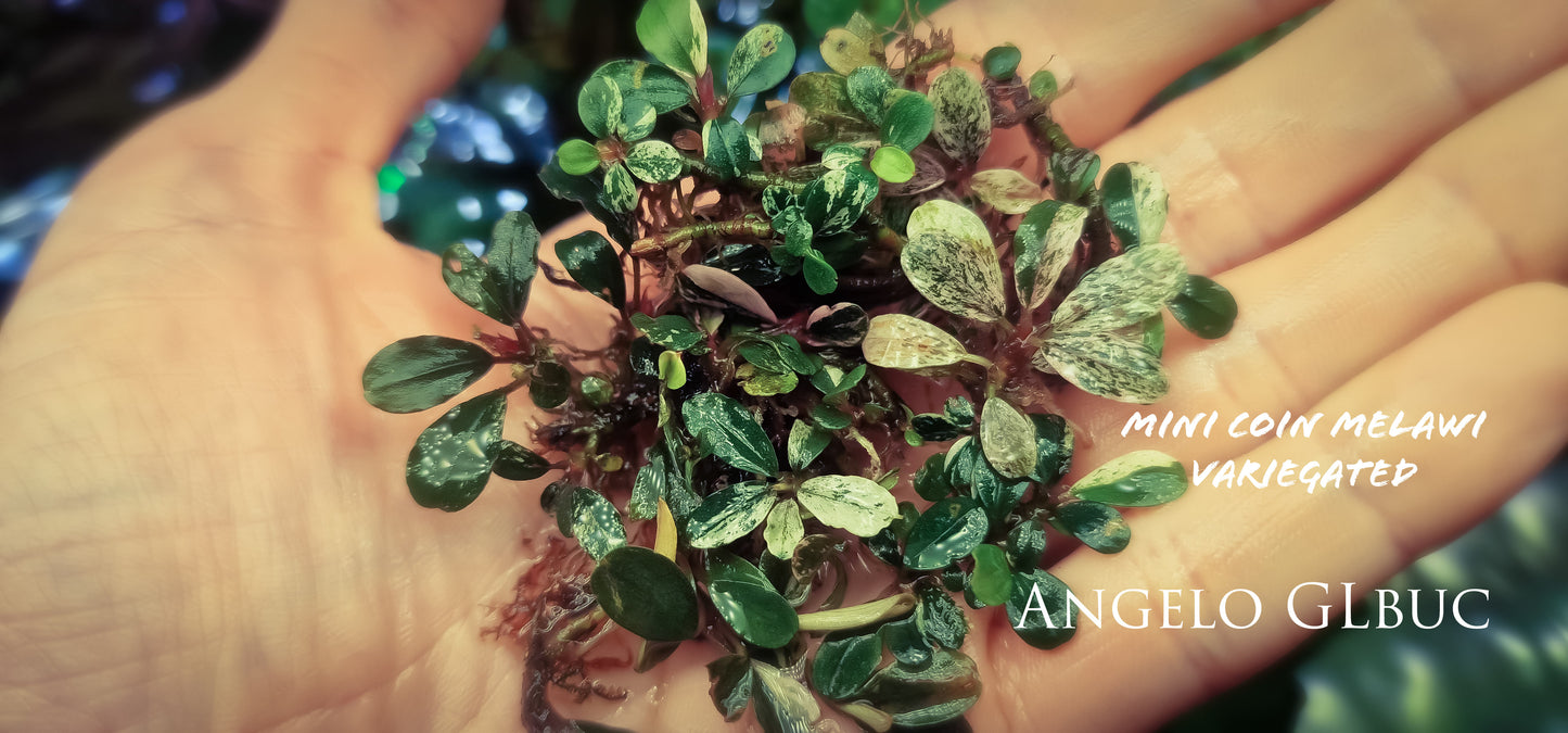 Bucephalandra variegated mini coin melawi 1 rhizome 5cm