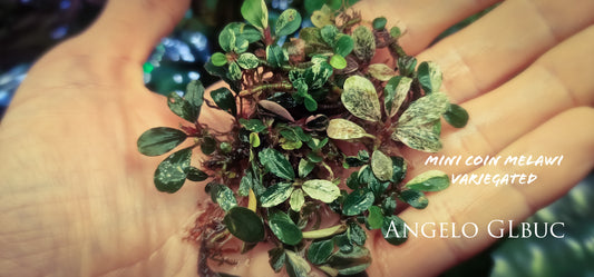Bucephalandra variegated mini coin melawi 1 rhizome 5cm