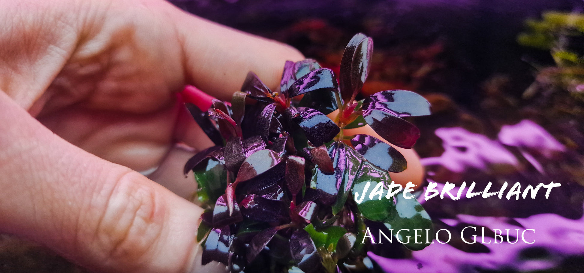 jade plant in aquarium Bucephalanadra brillant jade 5cm rare plants aquarium