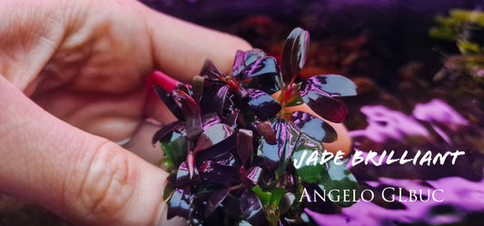 Bucephalanadra brillant jade 5cm rare plants aquarium