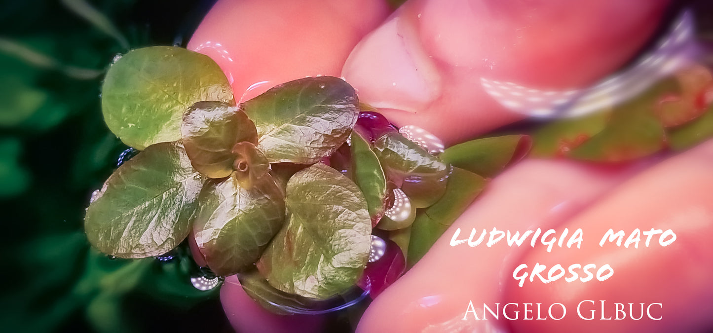 Ludwigia mato grosso 5 stems 15cm