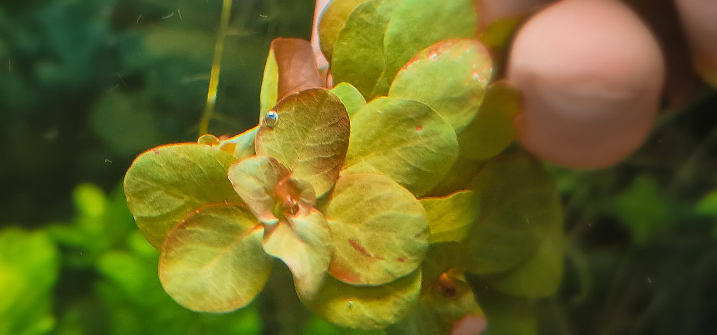 Ludwigia mato grosso 5 stems 15cm
