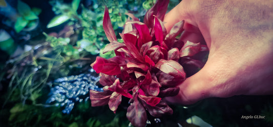 Althernanthera rosenerving 10 stems 15 cm