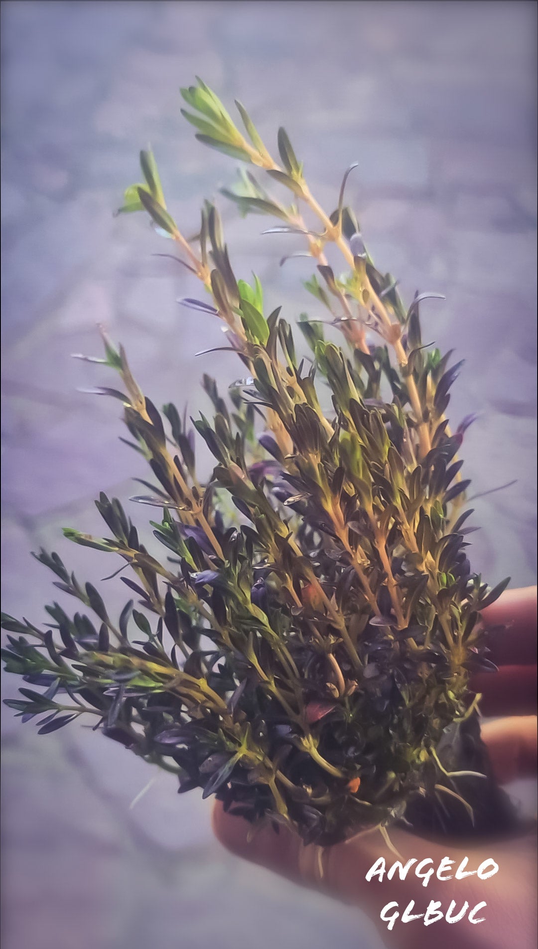 Rotala rosmasior florida purple 5 stem 15cm