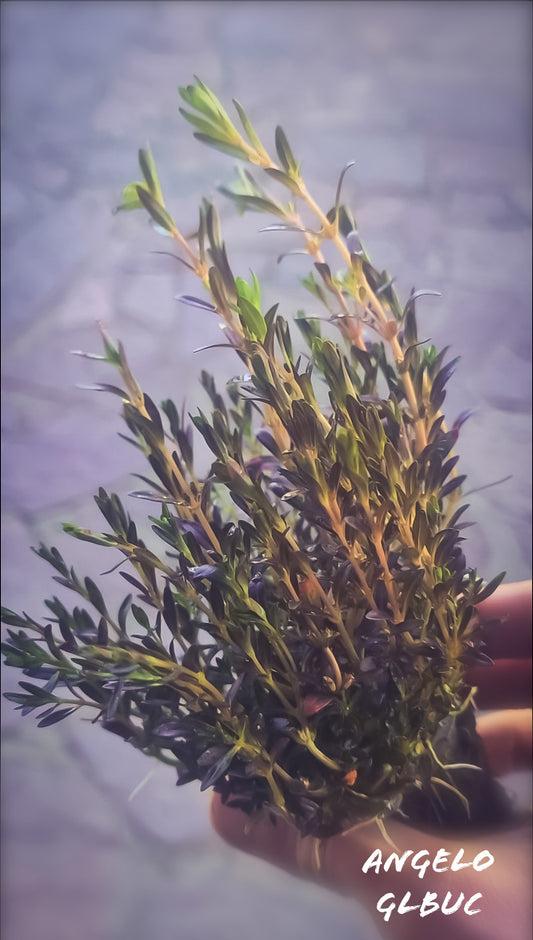Rotala rosmasior florida purple 5 stem 15cm