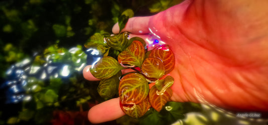 Ludwigia pallustris skeleton red  4 stems 15 cm