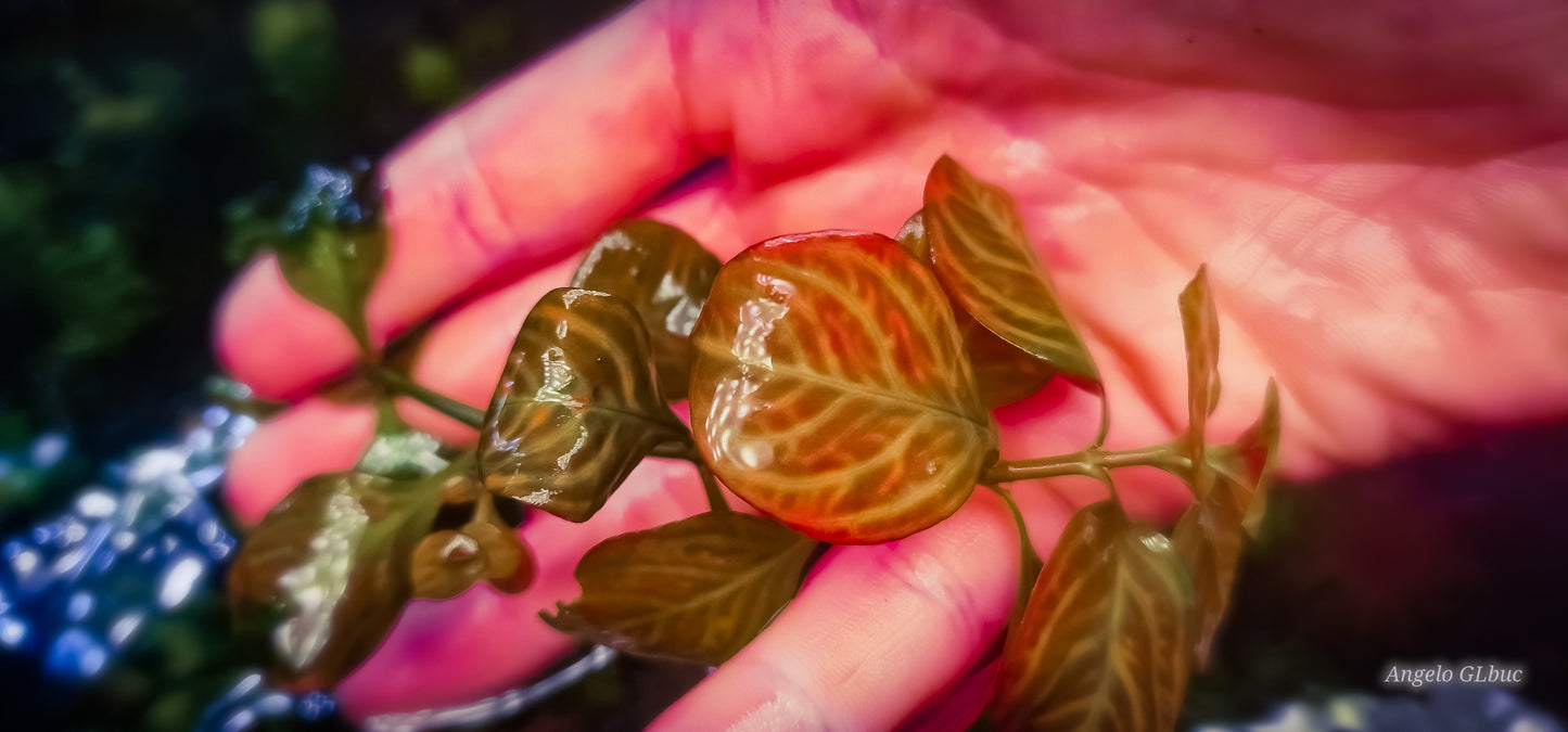 Ludwigia pallustris skeleton red  4 stems 15 cm