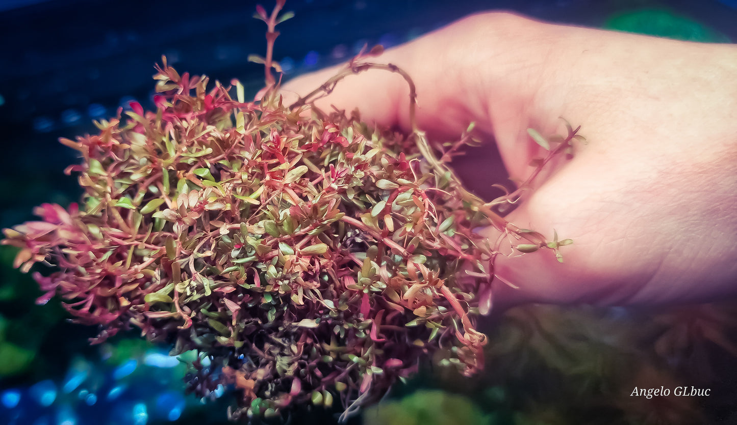 Rotala khoeln 1 portion 5x5cm rarw plants aquarium