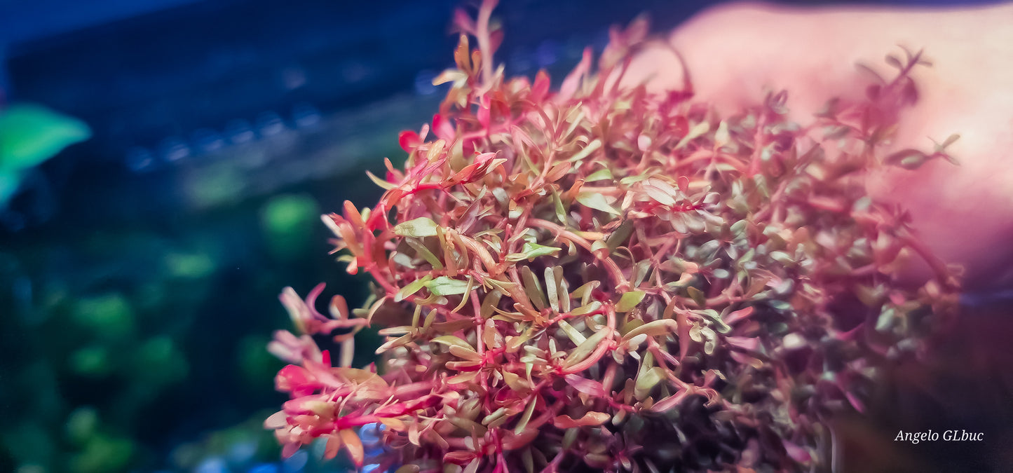 Rotala khoeln 1 portion 5x5cm rarw plants aquarium