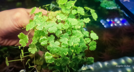 Hydrocotyle sibthorpioides ‘Variegata 3 portion 5x5cm submerged leaf