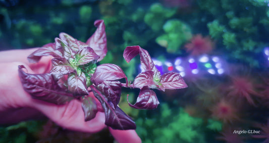 Staurogyne repens purple leaf
