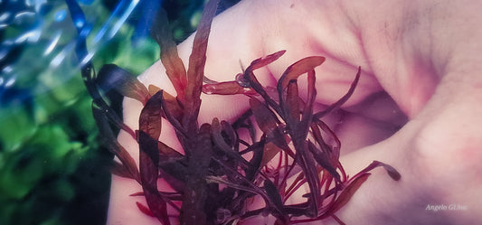 Hygrophila punnatifida crystal 1 plant portion as in the photo rare plants aquarium
