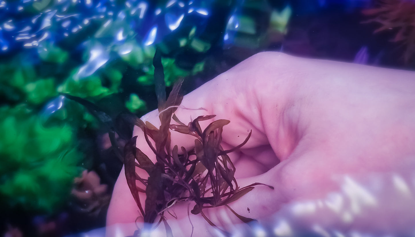Hygrophila punnatifida crystal 1 plant portion as in the photo rare plants aquarium
