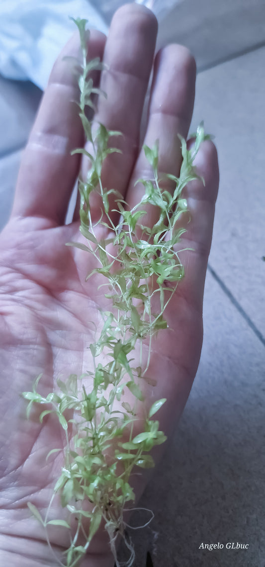 hemianthus micranthemoides15 €  1 single stem 15cm