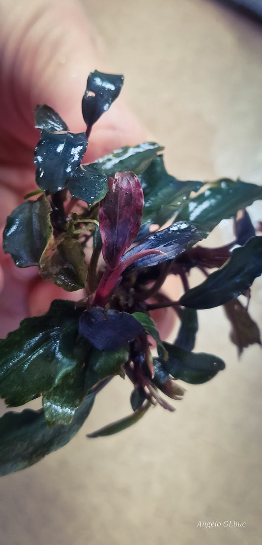 Bucephalandra arrogant blue variegated 1 rhizome 5cm