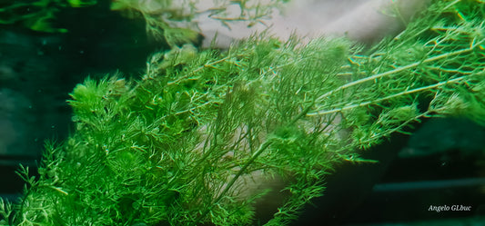 Utricularia australis 15 cm portion as in the photo