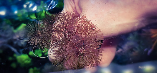 Cabomba furcata red 10 stems 15cm