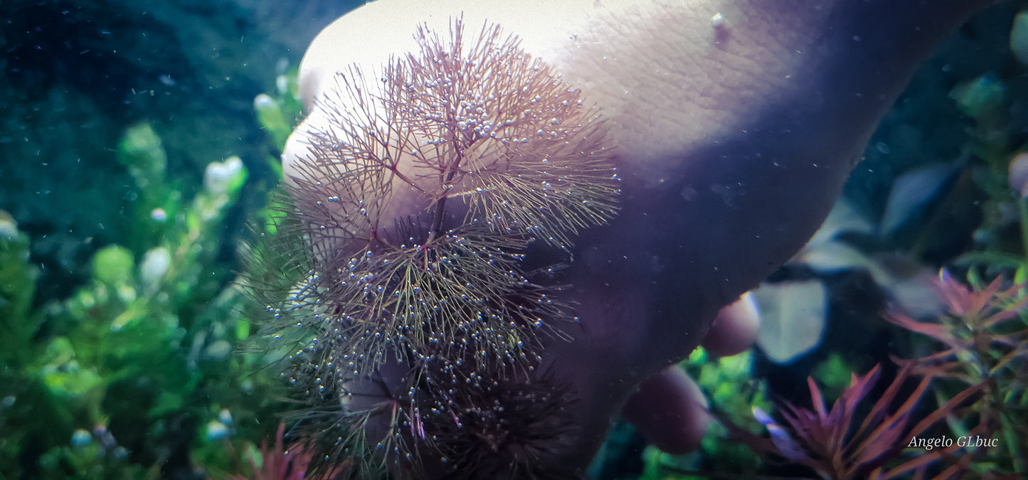 Cabomba furcata red 10 stems 15cm