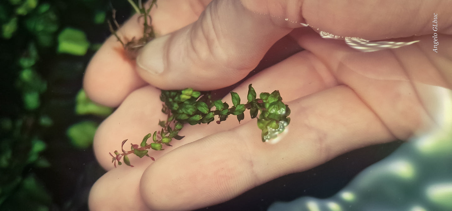 Rotala sp. pearl 4 stems 15cm submerget plants