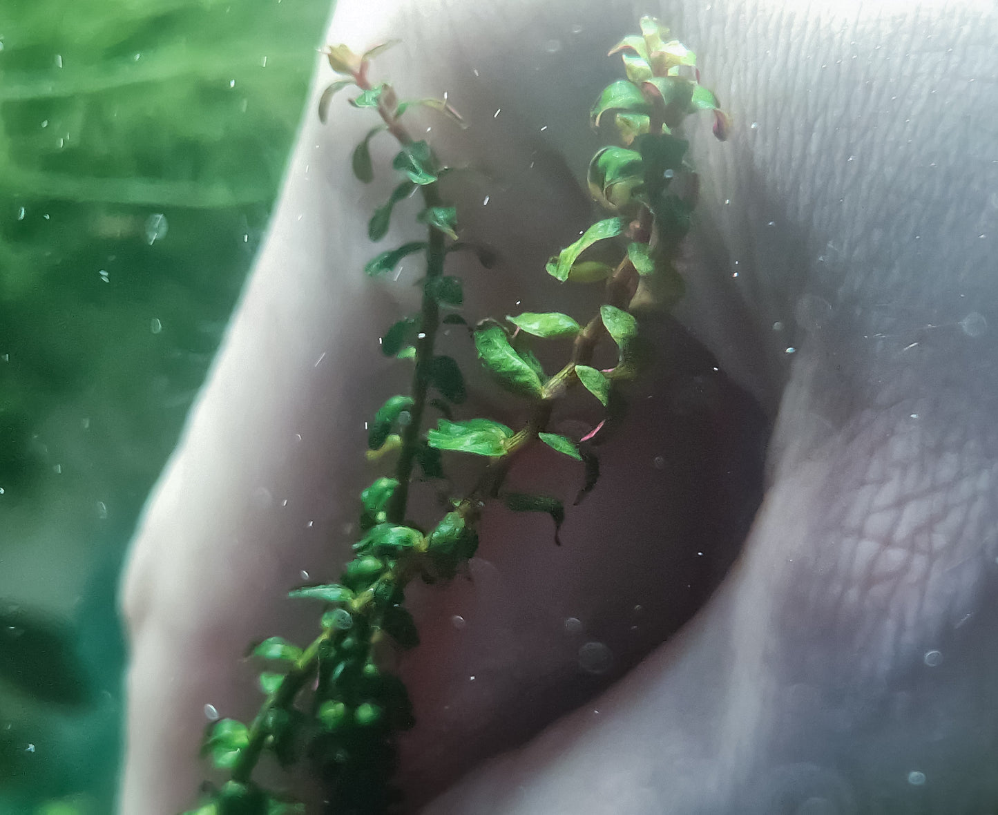 Rotala sp. pearl 4 stems 15cm submerget plants