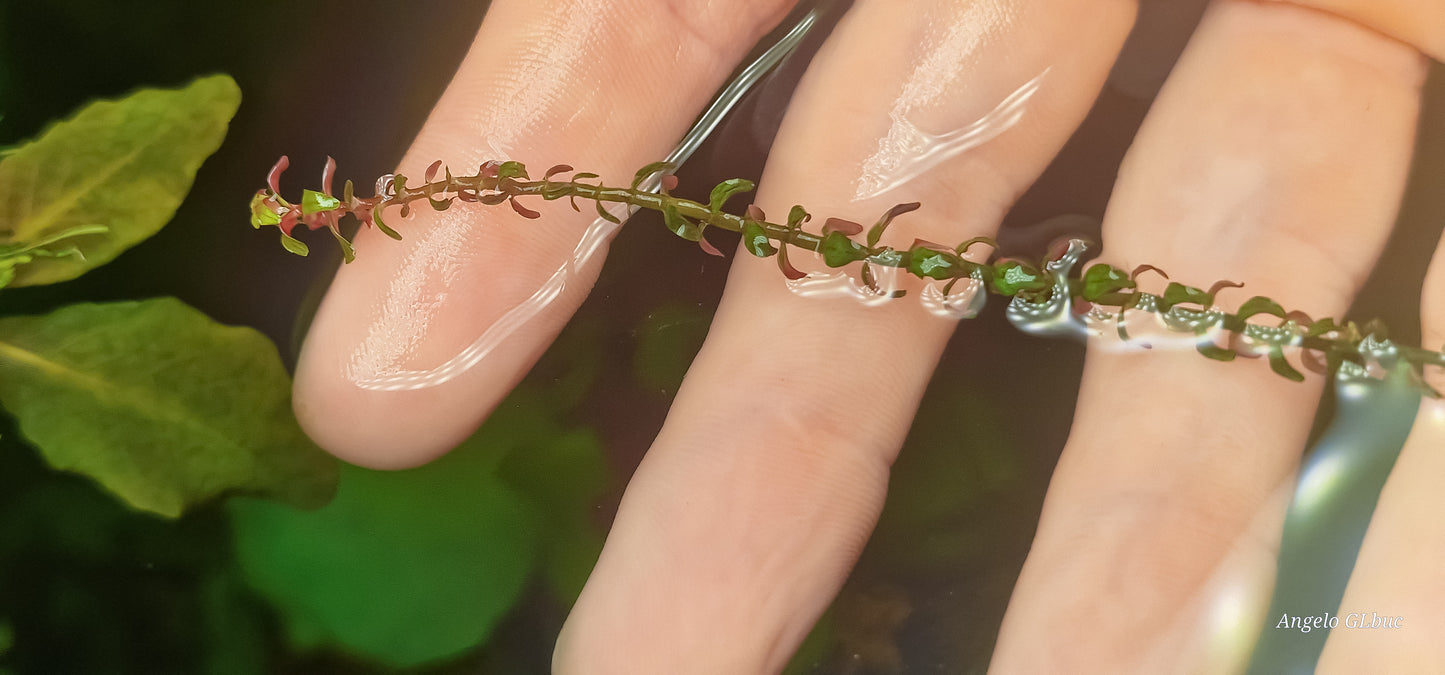 Rotala sp. pearl 4 stems 15cm submerget plants
