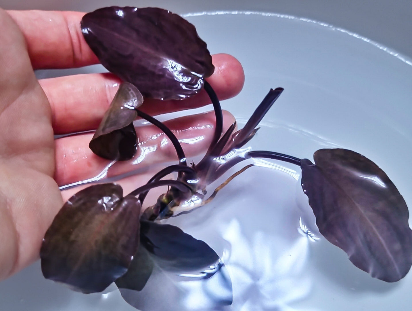 Lagenandra Meeboldii Bleeding Heart  purple leaf  1 submerged plants