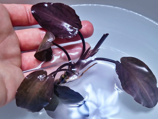 Lagenandra Meeboldii Bleeding Heart  purple leaf  1 submerged plants