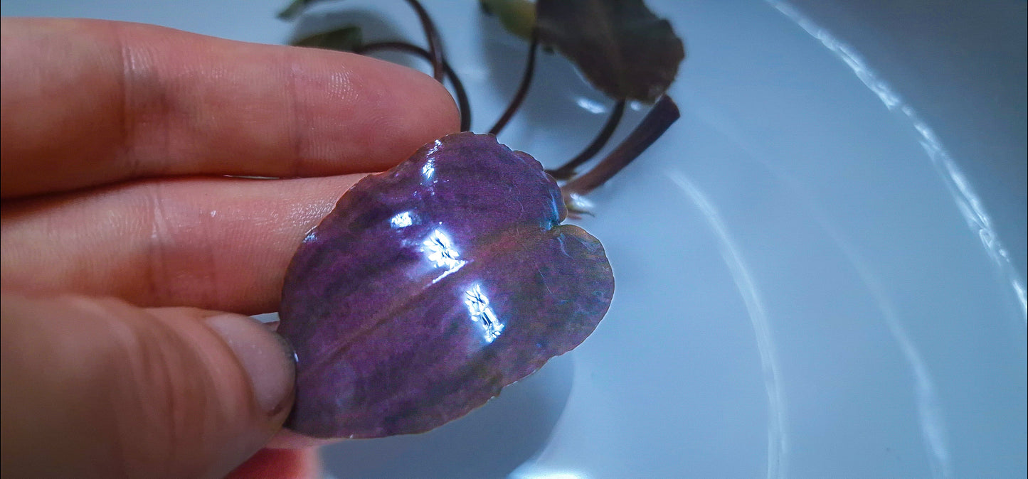 Lagenandra Meeboldii Bleeding Heart  purple leaf  1 submerged plants