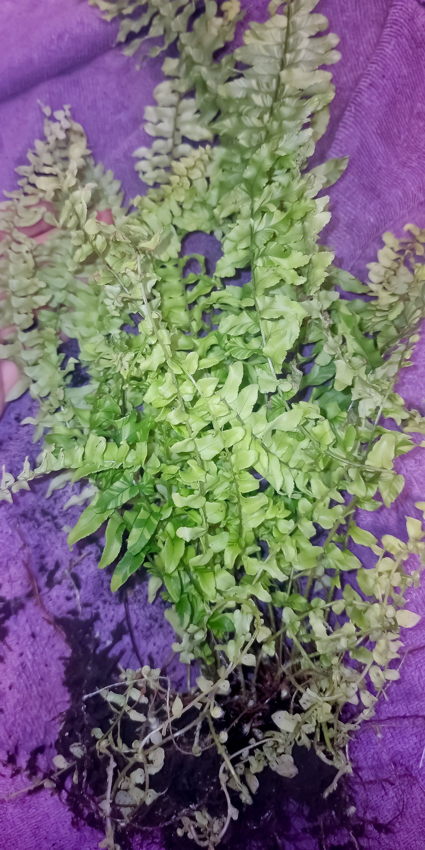 Nephrolepis exaltata variegata ‘Tiger’ Super White  1 plants 20/30cm terrarium plants