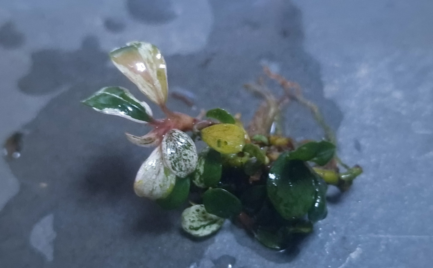 Bucephalandra variegated mini coin melawi 1 rhizome 5cm