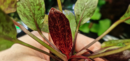 Echinodorus'Rainers Kitty'mother  large plants